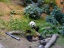 Panda at HK Ocean Park Panda at HK Ocean Park