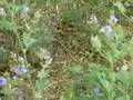 Macroglossum stellatarum - Insetto colibrì