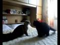 videos de Lotta fra Gatti 2