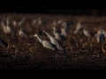 Cranes4.mov
