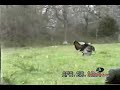 Mossy Oak - Coyote Stalking Turkeys Mossy Oak - Coyote Stalking Turkeys
