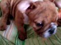 Bulldog Inglés - Rocko Video II