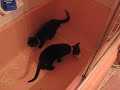 Kittens playing in bathtub - Adopted! Kittens playing in bathtub - Adopted!