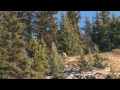 Trophy Elk Hunting in Alberta Canada