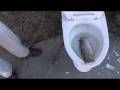 videos de Fresh Ink Fish Flush
