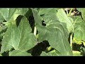 Squash Blossoms