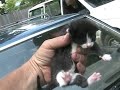 i-got-too-many-kittens.html