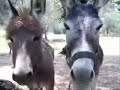 14 animals and theire true faces 14 animals and theire true faces