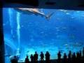 Okinawa Churaumi Aquarium