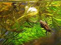 Argyroneta aquatica (Water Spider)