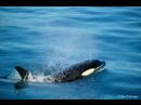 Orca\ Orca\