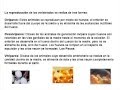 videos de VERTEBRADOS