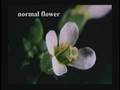 Science Matters: The ABCs of Flower Development