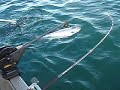 muskymikes lake O kings