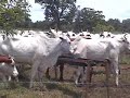 Suplemento Líquido para Vacas em Reprodução