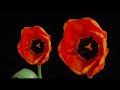 Stanton Lanier - Discovery Music Video