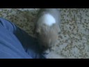 cane vs uomo