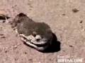 Rattlesnake with Attitude - Don't watch if your squeemish