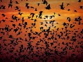 alberto-chines-playing-rameau-le-rappel-des-oiseaux.html