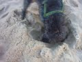 Junior - Descasca coco