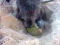 Junior - Descasca coco