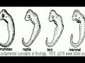 The usual Three C's: Creationism, censorship, crime. It is AGAINST THE LAW to file DMCA take-down notices on digital content that one does not own. The Discovery Institute's Center for the Renewal of Science and Culture Coven is following in the footsteps of The Hovind Crime Family and Scientology. What the bloody fuck could the cult have been 
