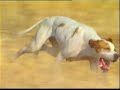 cazando con el pointer ingl�s