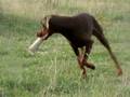 DOBERMANNS , B'ATHOS DE FASSANO ET ZEUS FEDONE DE LA VILLA VILIANO