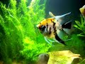 Meu aquario plantado com Acara Bandeira !!!!!!!!!!!! 