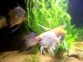 Aquario Plantado