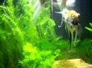 Aquario Plantado