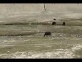 2009--Grazing Yaks