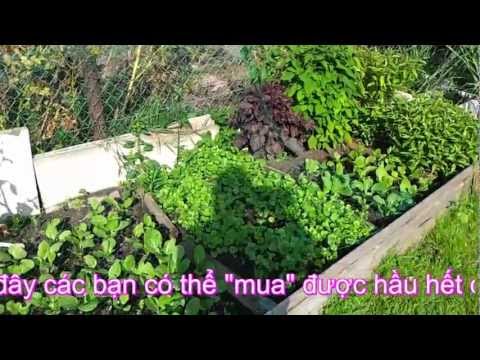 how to grow ngo om