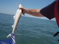 Shark Fishing Shark Fishing