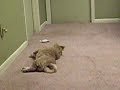 Pekingese Actin Crazy Pekingese Actin Crazy