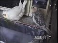 Speaking Korean Greeting Cockatiel \"Anyounghaseyo!\"