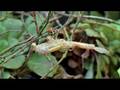 Birth of a Damselfly
