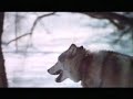 Defenders of Wildlife -Save the Wolves of Alaska