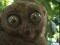 dramatic-lemur-batman-theme.html