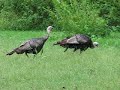 Turkey Trot