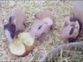 Skinny Pigs (Notes on Beddings)