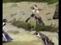 Penguin on house music pinguin op housemuziek