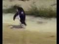 Penguin on house music pinguin op housemuziek