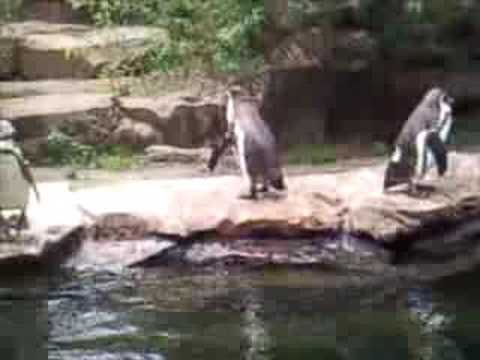 Pinguin