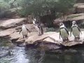 Tr�tende Pinguine im Berliner Zoo, 14.07.2008