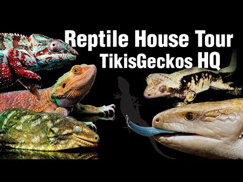 YouTube reptile video