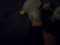 videos de webkinz adventure part 1