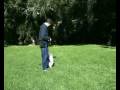 videos de Hanrob Dog Training Sydney - 10