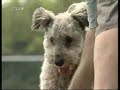 dog,kutya,frizbi