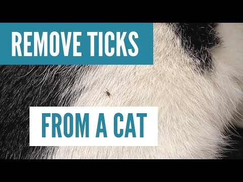 video-linktoworks-How to Remove Ticks From a Cat - Step by Step Tutorial